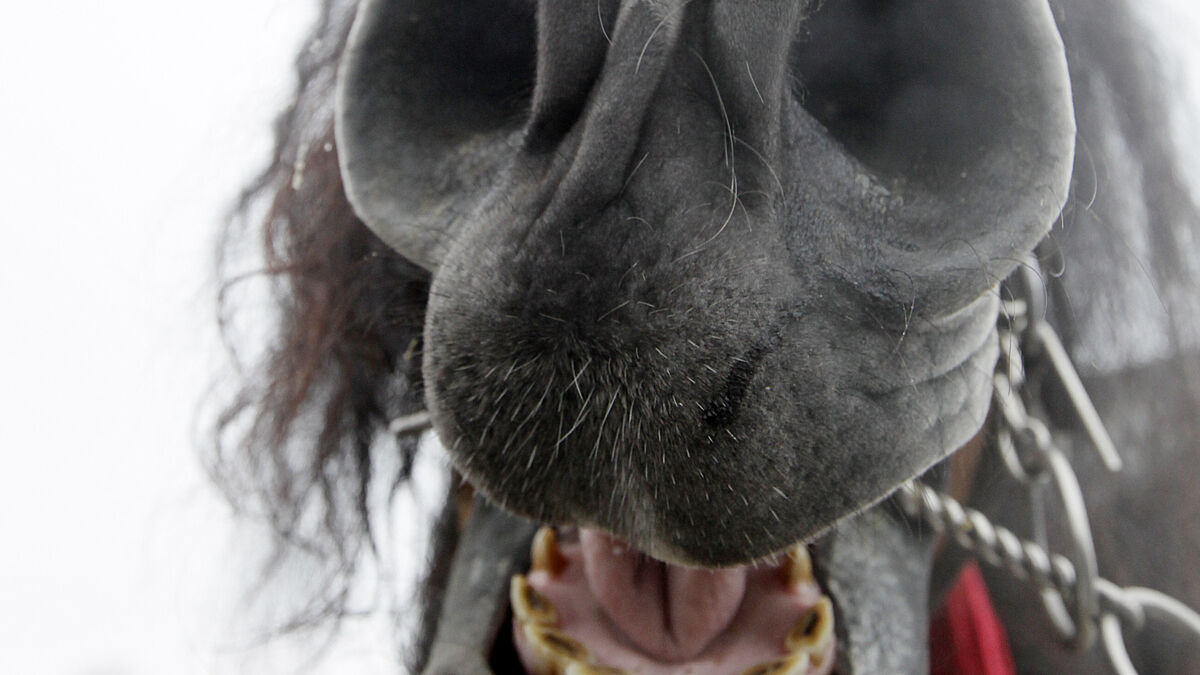 Europol uncovers horse smuggling ring that may have put meat on dinner plates 1 8cebebe3eb0036dffa91be0df6a5add56ed44e253d8d7b31391c9008c9ab8596