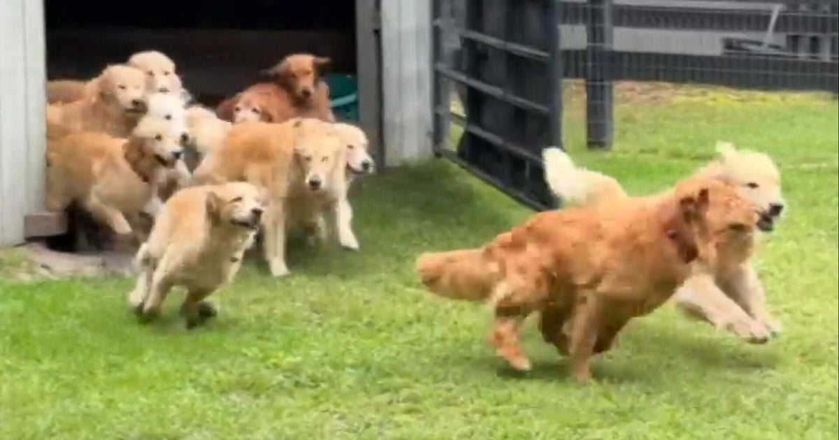 Camp Goldie features 13 golden retrievers: "Unless you're allergic to fur, what's not to like?" 1 90198dec33bb8af66c563209d68fb1e0f7feb43d18179b274ebe323b9dcb21c8