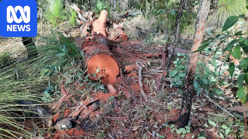 Illegal firewood trade harming WA forests and hurting businesses 1 92d938861a0df00e254c6497d9e6231360b0de4aea781086c59a07463f6991ef