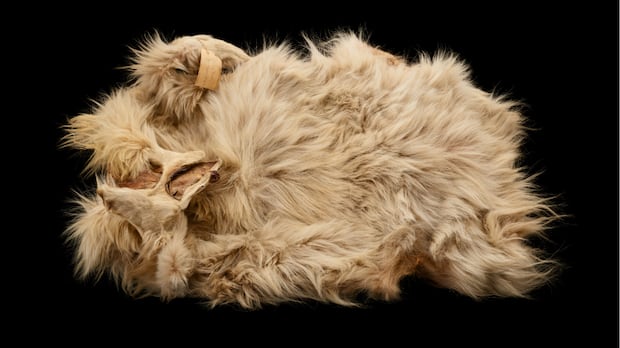 The only known woolly dog pelt has returned to Canada. It's a 'powerful moment' for Indigenous communities 1 937af16edaa165e69872d9b4bc5e044f4d25035051032fb28ad5cdf80da7baae