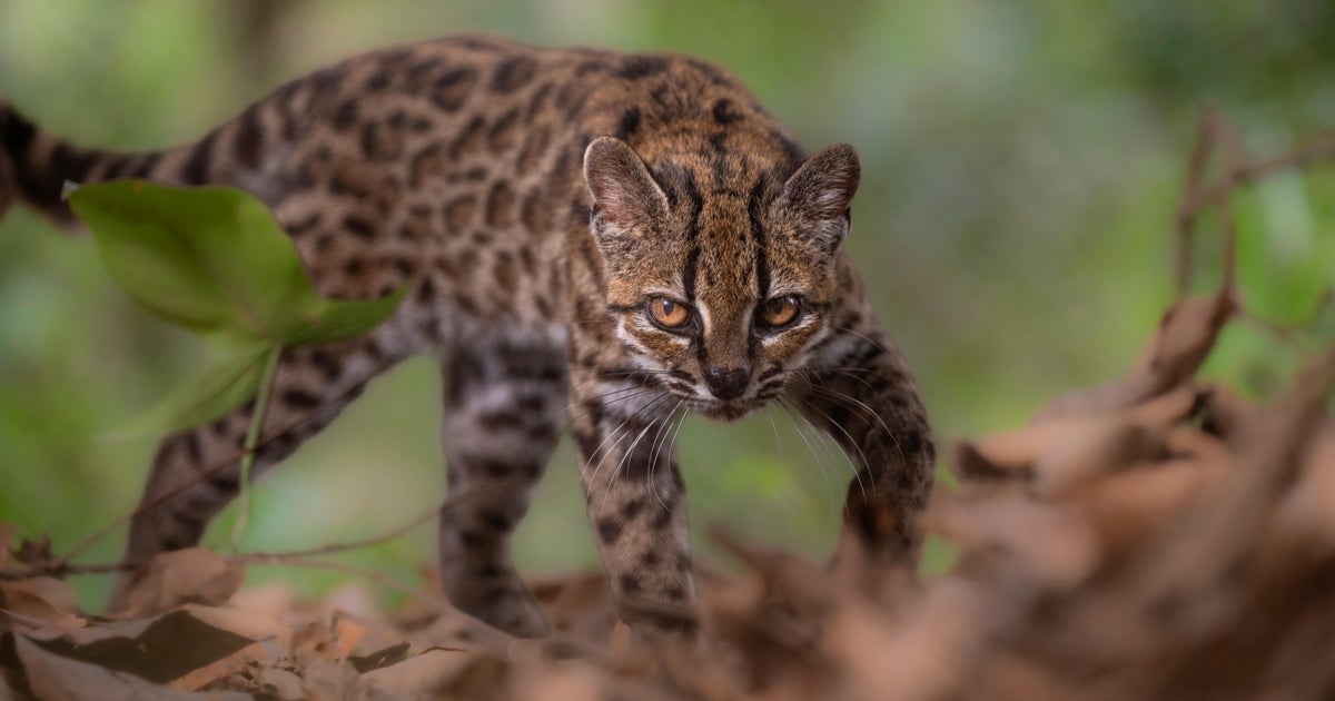 New species of wild cat discovered for first time in more than a century 1 9382f99fb5d262d2bc0299a9b90da24d160768747c0544c5516749593bbf8e7f