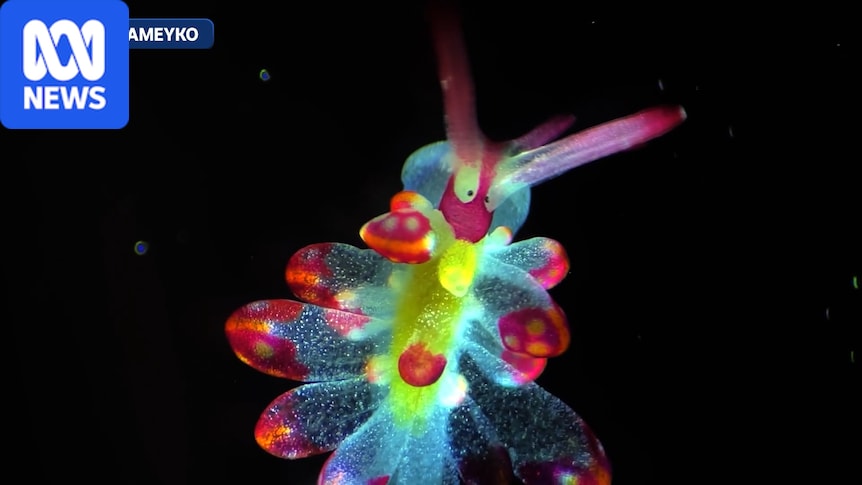 Tiny cells and creatures dazzle in microscopic video competition 1 9429ea972ef44f13f37cadf17aff0eaeec7a71c20b558cf7aa075ddba91f40e1