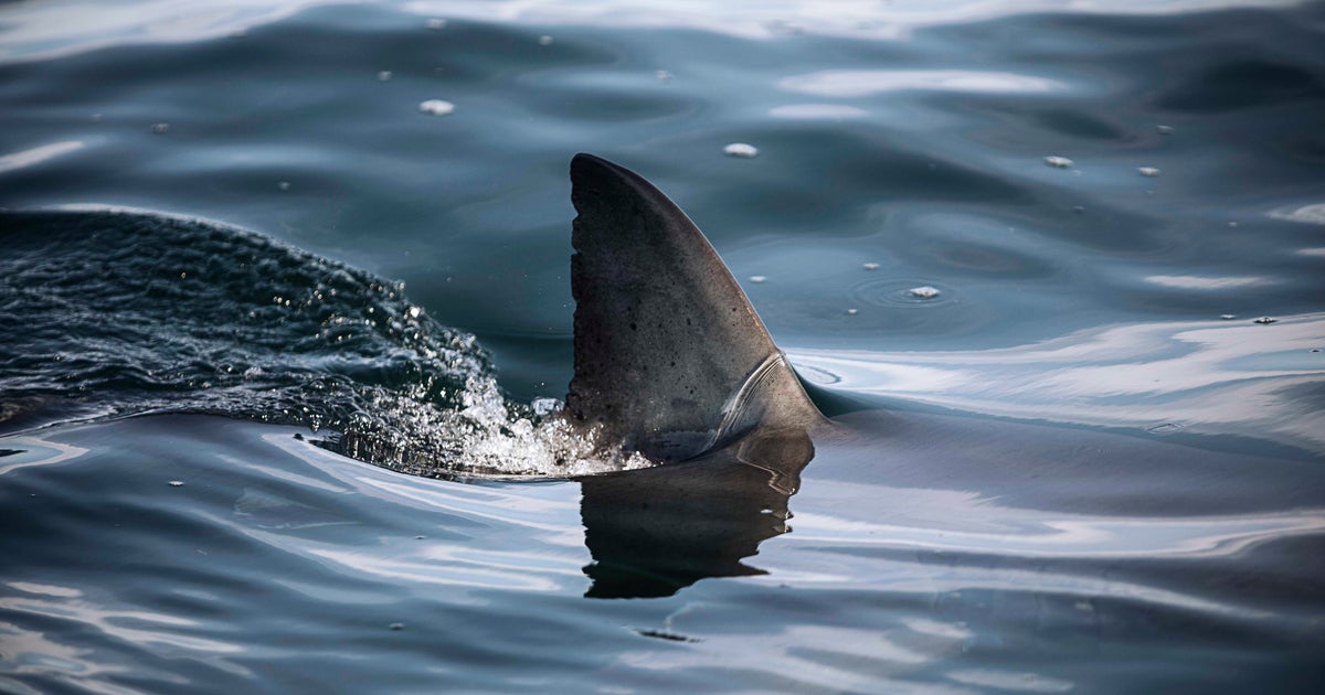 Shark attacks, injures surfer at popular beach in Australia 1 94679223d3803177050e7def1e1ae1857d127ba9fc17087cd8c08115e4dda89b