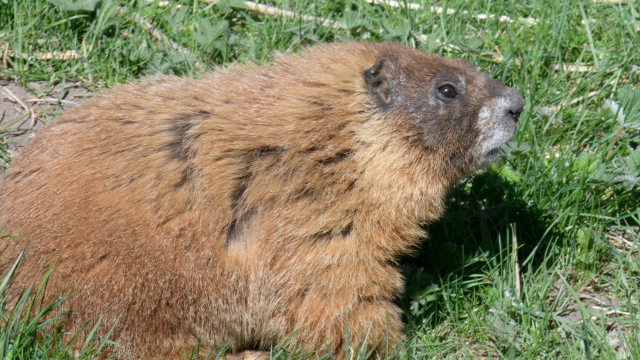 Fat Marmot Week winner crowned | The Moment 1 960b7e6972f424a71c580d6fd10bce5a001d911756e6c903a329376bc9f38f85