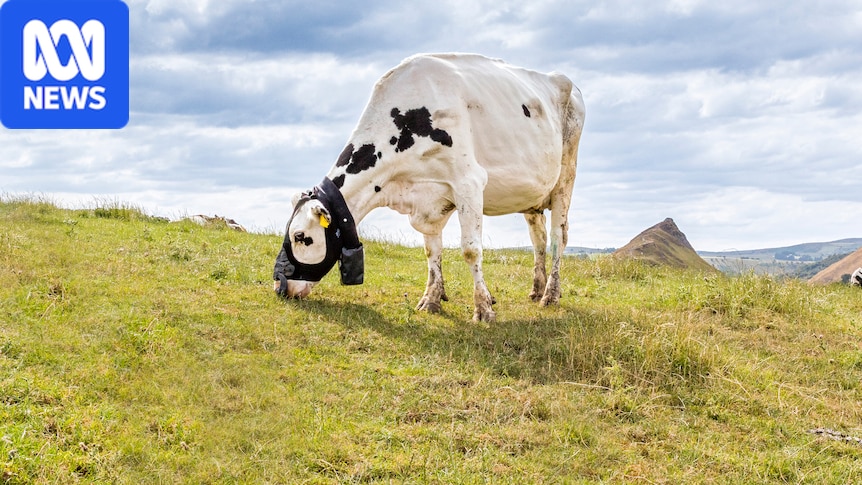 Rubber mask helps to track cattle methane emissions in real time 1 962e3fe77fab161abcf849e2c4ba619b55042e43bc79666aaf1fd00ab8834006