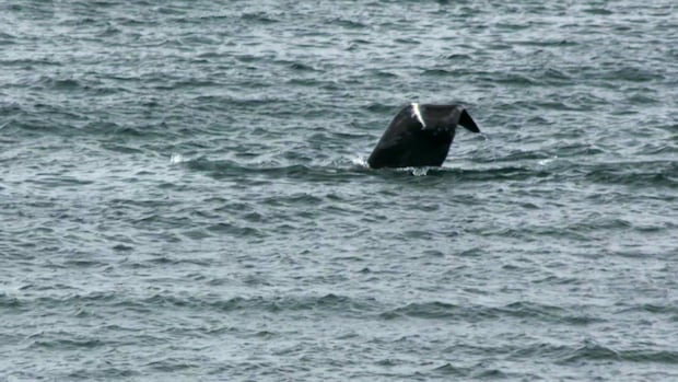 ‘Unlike anything we’d ever seen’: Couple spots North Atlantic right whale off Blackhead Cove, N.L. 1 9999abcc7f80d3b710e7167fe1738f892df2bad7e4973e161bfba8ba855f4f62