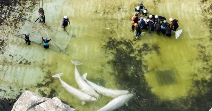 Third Marineland beluga dies after move, this time in Spain 1 999d4ac86fcd0d980e27aa17a4cbfb19f541487ad53aaa55fdba3ce016ffa434