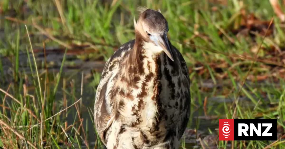Conservationists call on bird-watchers to help save one of NZ's most endangered birds 1 a353aba099697a6f2298871d35be8ba6ef99e00c11f0d513ce7a9c3fcd916484