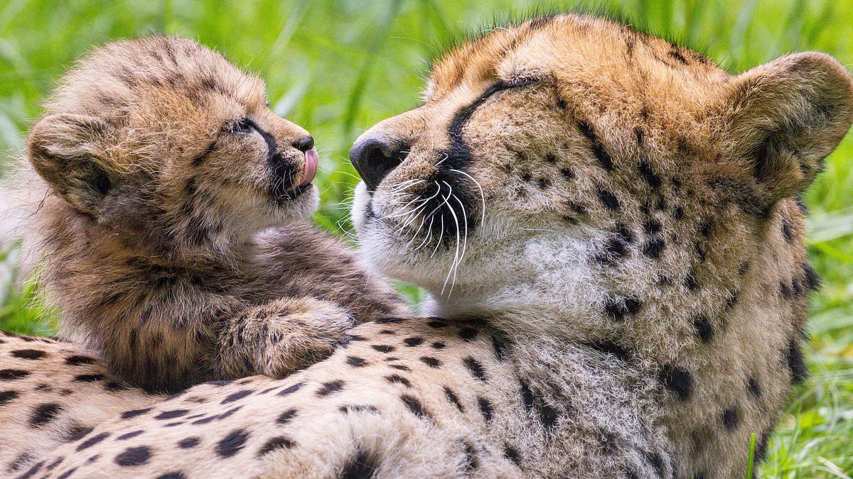Mum's got her paws full! Mother cheetah keeps an eye on her SEVEN cubs 1 a3c001525886d5667164e6ab73f061b39bf7dd2fd98f7d732b69655d58d1aa00