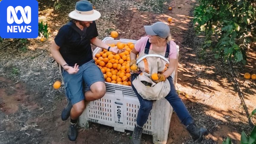 Farmers cut deal with government over backpacker visa delays 1 a6908fdd807661bda49f9f74ec83f35465c3b8fca31b6621df42fa68d86b30bb