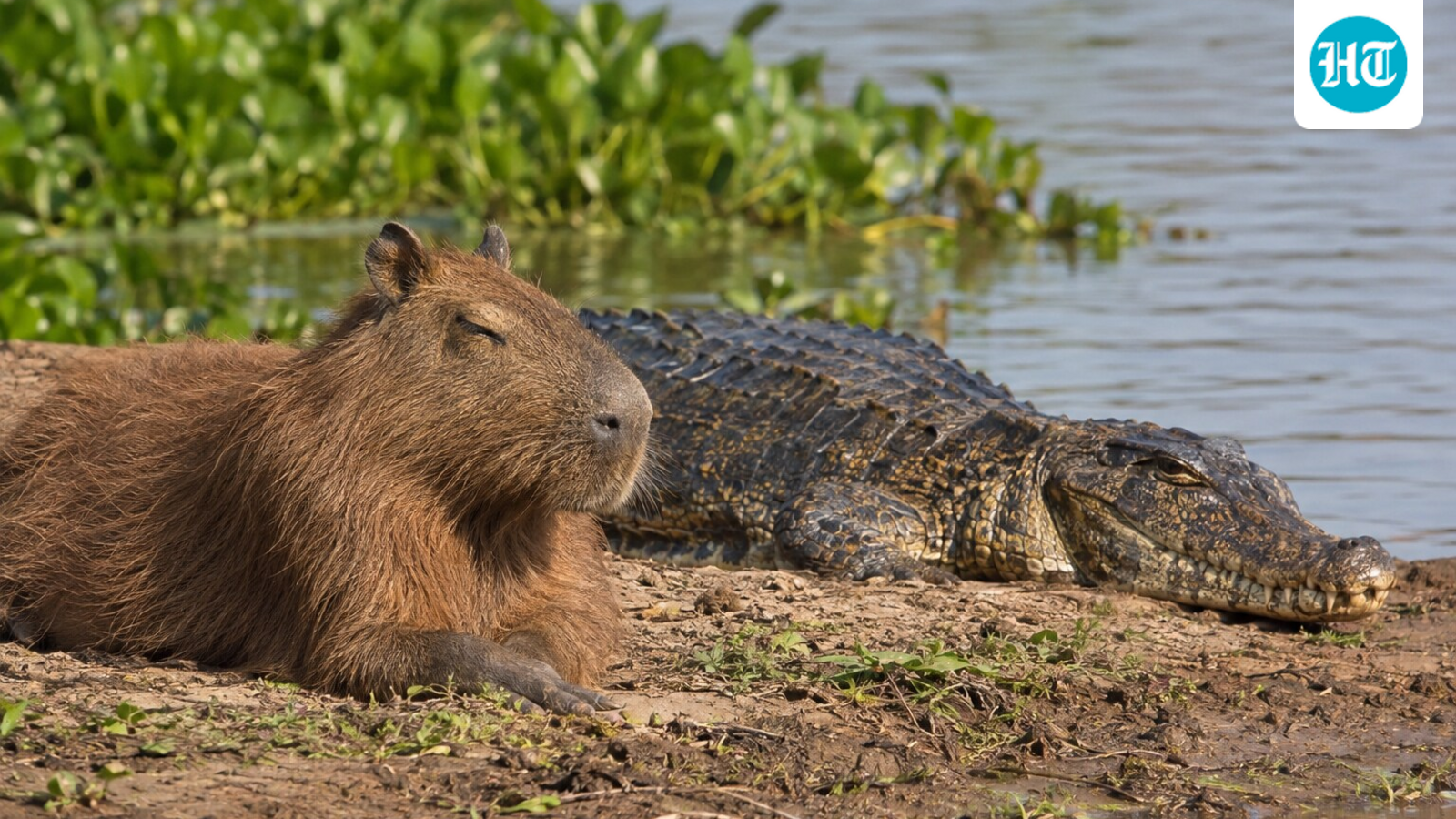 Why crocodilians and capybaras can coexist: The science behind their surprising encounters 1 a6df6773cb50adbf4e2b098fa8d24d6df0b3f2b6c4818657ad0968b5d89b1719