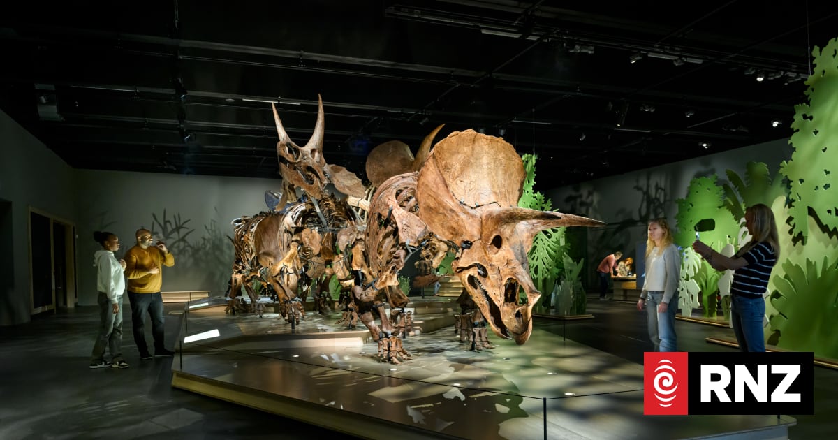 Herd of triceratops exhibition heading to Auckland Museum 1 b3dee20852f985eed465597f53ac732301e1b324a3047a4347726cf39d5608a1