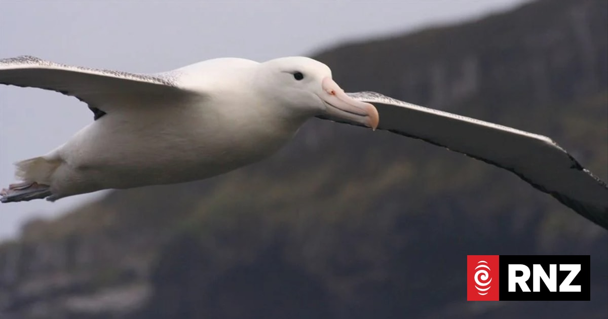 Our Changing World: H5/N1 is here, what will it mean for our wildlife? 1 c27a488f78288675384de2d0ad97a5996a2d1f517f47713abd4e693e88d551ad