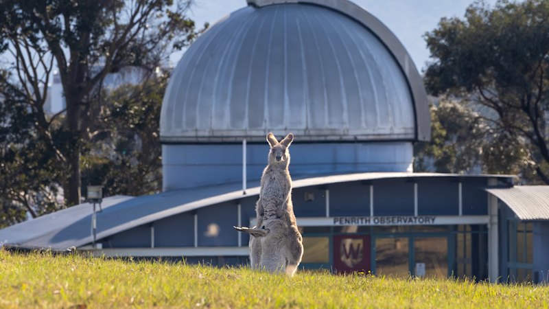 A Sydney university, a plan for 1500 homes and a kangaroo mob 1 c29b8cf24b085090e1219ad52153cef4b731a5db719bae82aeabbb13e0ce8825