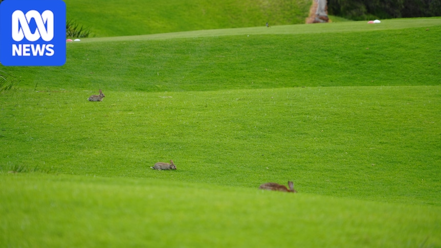 Golfers despair as rabbits damage one of Australia's best courses 1 c9d50e69b970ec60cecd31e04b708d0560be0f734cb46ef17b20988345c86147