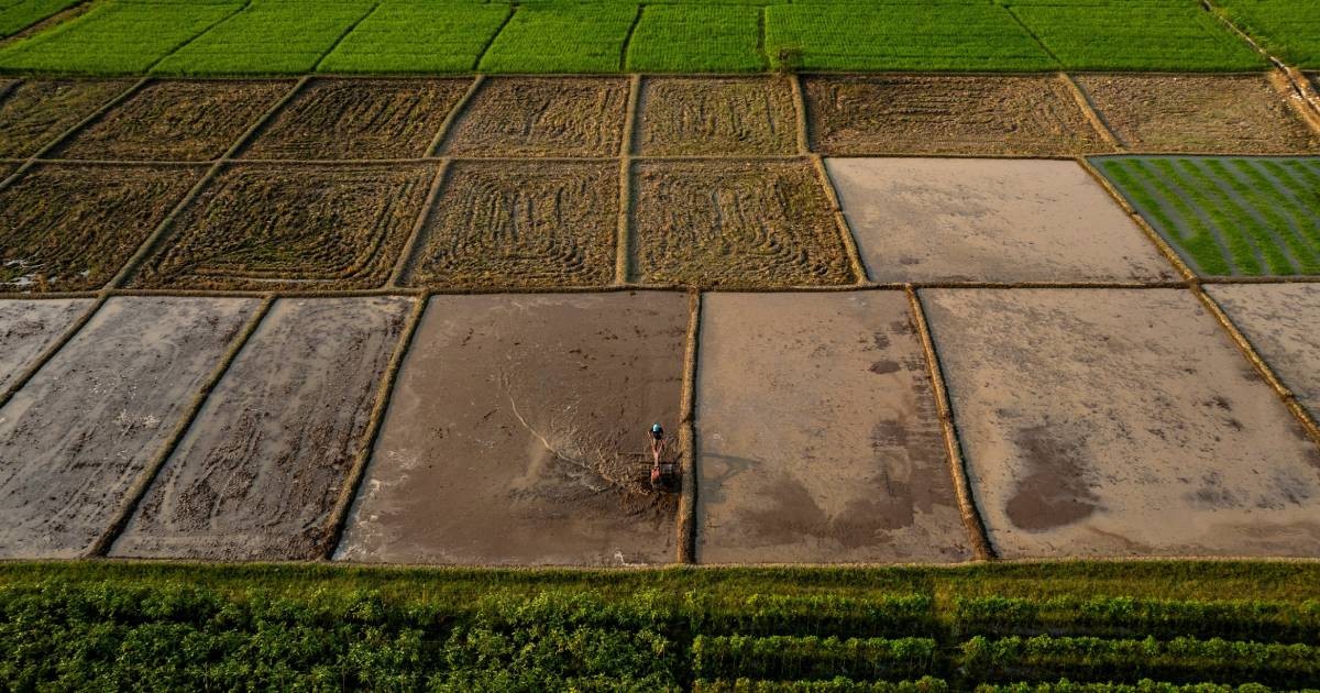 Indonesia extends nearly 1 million ton rice handout programme to December 1 ca5d7b0dd319db4c29decc17d2eb737905214d483175f0bc825af1978e40f169