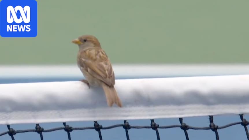 Birds cause a flutter of discontent for Medvedev at US Open 1 cb0e2ea7d930044252ba9df5ac4e8151f6a79c3d0a113439e9b526b102cddd53