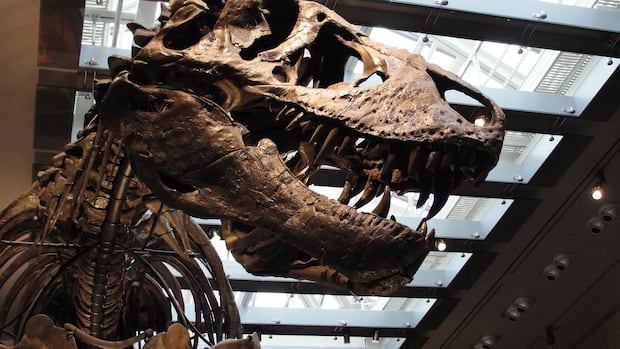 How do you take T. rex's temperature? These scientists did it 1 d1e5fa60e97244e3934fd7c9ddd4dcaa7026cbf5a5e1f1cd9d2db6e55fd7cf07