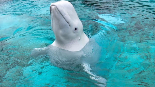 Another beluga whale sent from Marineland to Chicago's Shedd Aquarium has died 1 d53a82aa59048f91aabab5b27392714a4a60ff2fffb8b15e1715720ef07f45e2