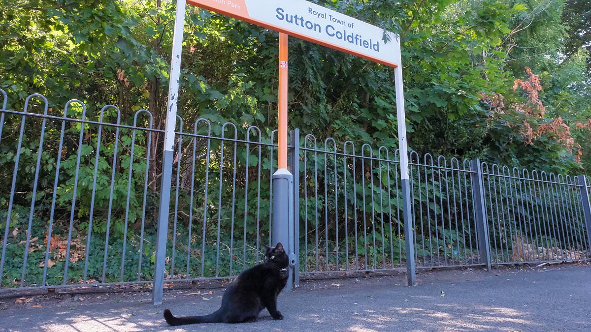 Meet Betty the moggy who's just been promoted to 'Junior Mouse Catcher' at a UK train station 1 d82c717a73e417a147bca702e62cb164afc9861d56ec073d449615231b6e8ce5