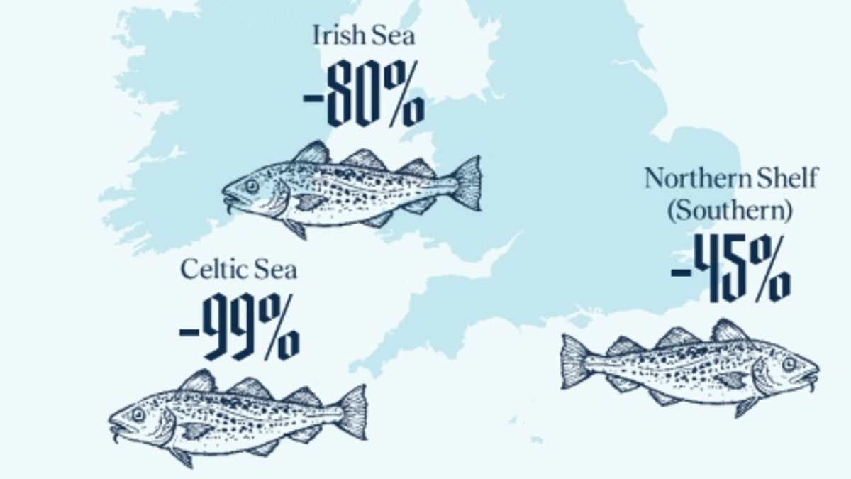 Fish and chips could be off the menu: UK cod stocks have crashed by 48%, study warns 1 d90dc3dc583d5ccfc9d13a2980b734944be80ace26baf198d28ddcc3c015b853
