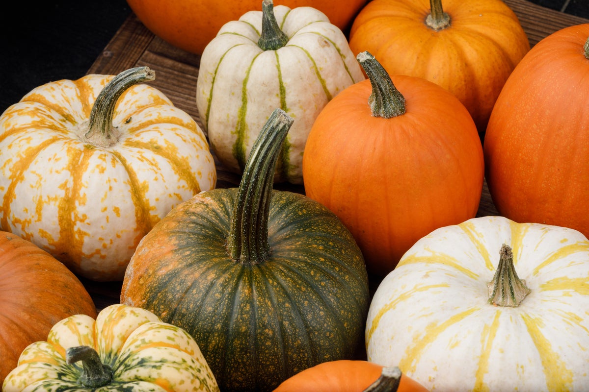 Halloween pumpkins could be half their usual size due to heatwaves, farmers warn 1 d957b185a244c2d5805350a25f03dd320eb1cc7cff48b0b1fe9e429bd21752b2