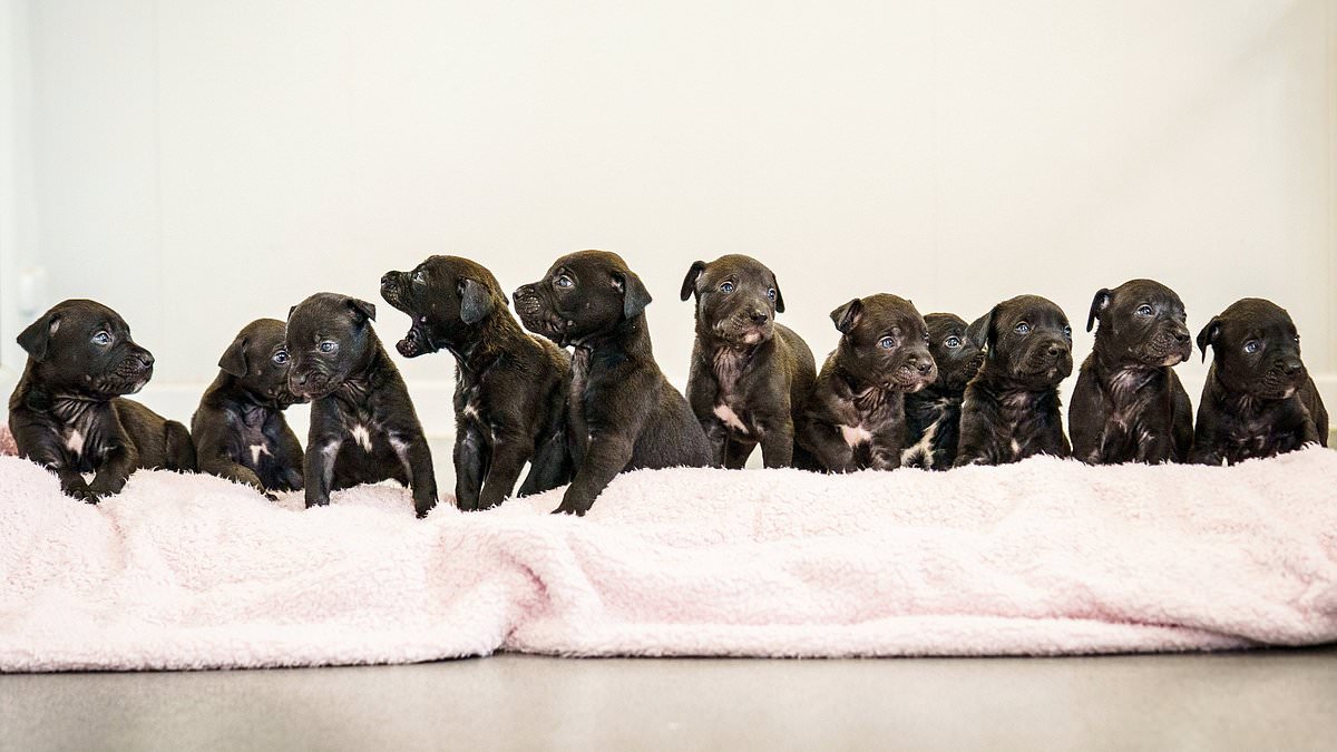 RSPCA centre is suddenly looking for homes for puppies after two rescue dogs gave birth... to a massive 21 pups 1 d960a1a9b717fa4add7fe62d3b44099078b5dd3d296aec04cd0dc5bcfb20ecdf