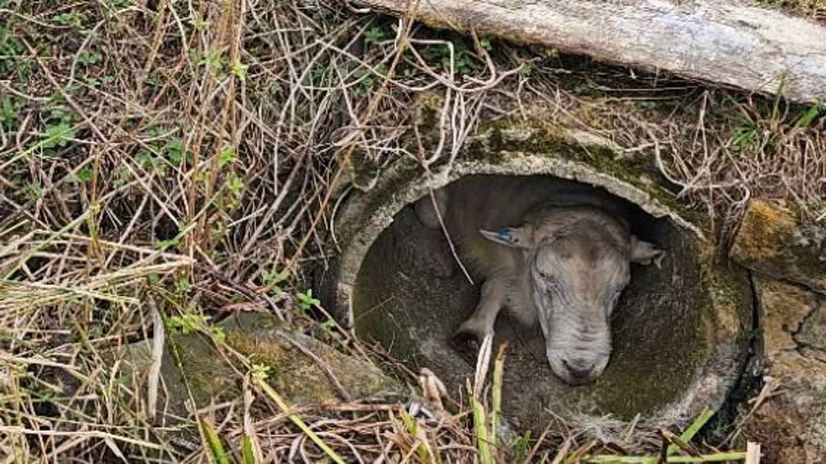 Ewe have got to be joking! Knackered ram gets trapped in concrete pipe after taking refuge from nine randy sheep 1 d9e9acc26266ac2a64cbffd5653262070f0b9b6774bcb78d9fe5a58ef1e8f8fd