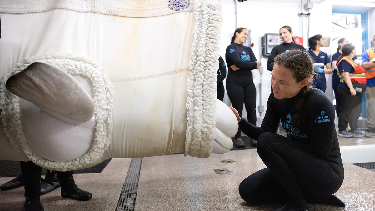Tragedy as two beluga whales suddenly die in Chicago aquarium just weeks after being rescued from abandoned theme park 1 dd71790956f0d66ebddc61830ae44f245e2fa3f7af7d15b17abb21df822b76a5