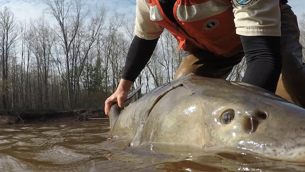 Some Great Lakes sturgeon may be 400 years old. Scientists are rethinking how to save them 1 dd72163490f287ece8107c306657fb943c6c3e284b2b501b1e12179e93383e01