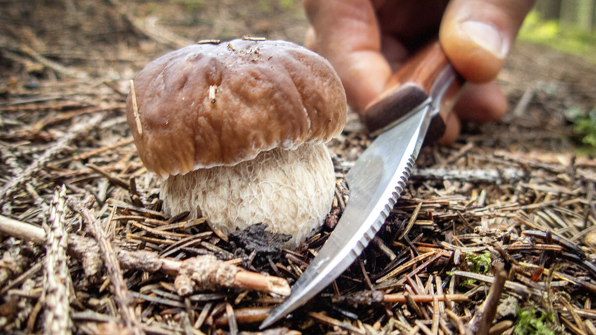 Karl Johan mushrooms start appearing after dry Swedish summer, experts say 1 df0ef1c67a73ac87a680fae29809cac6d1a8f5147bade522a269b169c5beea8d