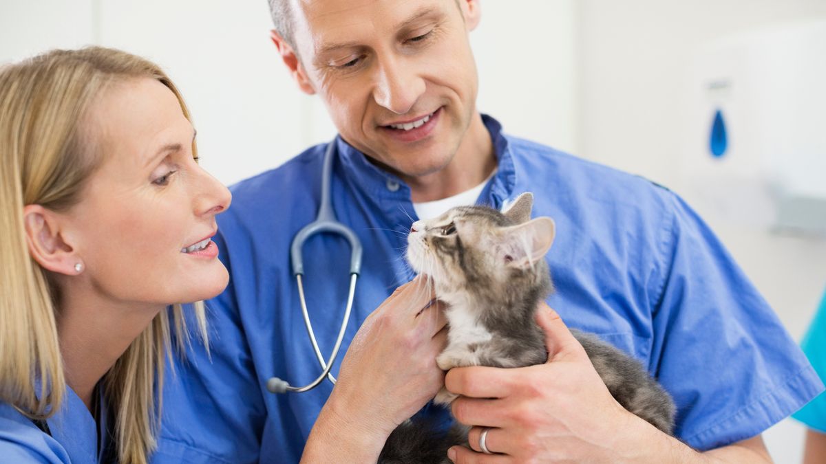 Airdrie vets relocates to significantly larger, purpose-built site 1 df4349e515ff934e44c87efdb6ae30e131c98c269fcd1473c6485f1d15c7473c