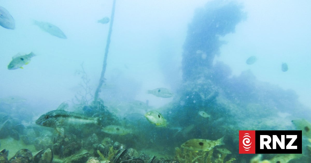 Collecting undersized shellfish still most common breach on Auckland coastlines 1 e16588346a0653444a26fdc4c11b226cc45ff86feeb8f5e724616f19d6afadfa