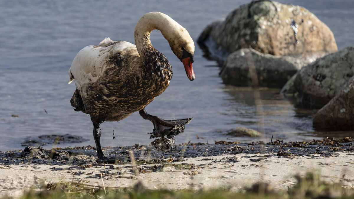 TT-Line withdraws appeal over oil spill fee after Blekinge disaster 1 e622202ee712bcd45aaf9c01e96c0e9a2bac834164d6876f373821454339874e