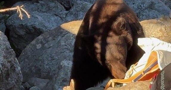 Grand Teton park forced to kill bear due to visitors' "poor decisions" 1 e870ab4027b0d882c91516c4440d881c57399624564cb20196acd44856eb4aa4