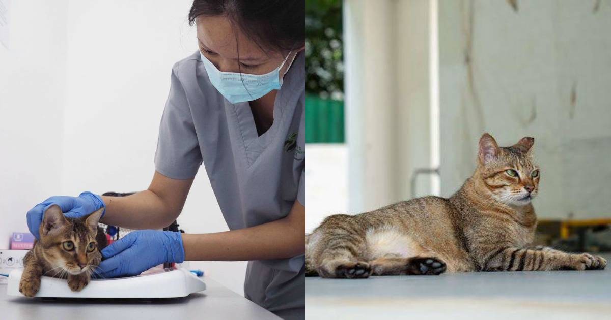 More than 111,000 pet cats licensed in Singapore as 2-year transition period ends 1 ee19917c70614bc537a1069ad2200bc7e4eeed7a405332950bd5998a632fcf44