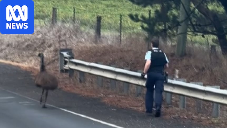 Police pursuit of emu just part of 'life of a country cop' 1 ee6f9e1245ea65ba1016548987e07ba4a2ed8833d8425a54030165201e592d97