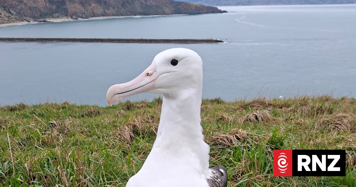 First albatross chicks fly from Pukekura/Tairaoa Head 1 f348f6a8bb287b68204b96a0feb54a3d1129859b4c41d9ec7e89c6a23414c00a