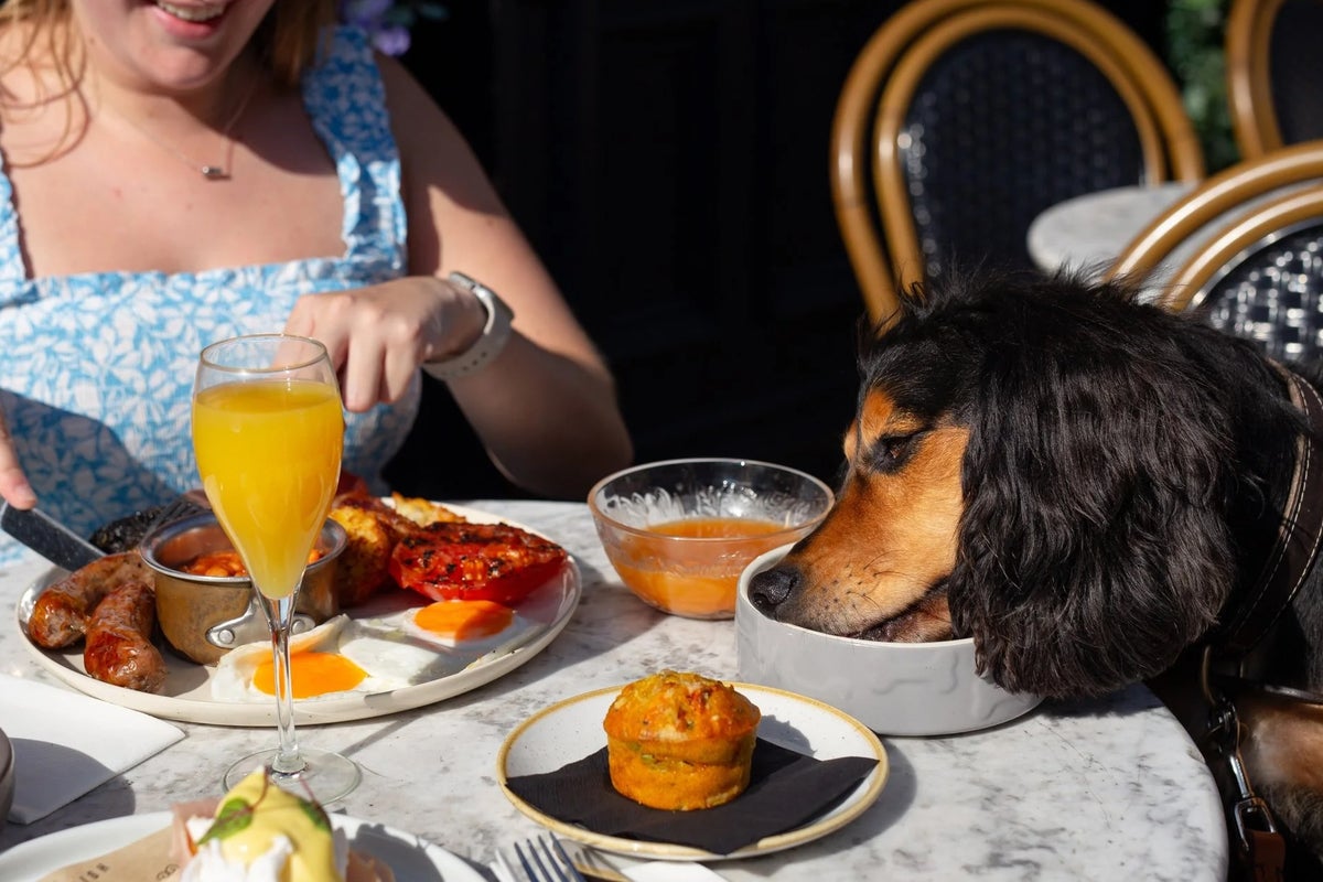 Doggy caviar, roasts and cocktails: How dogs became the Britain’s new fine diners 1 f38822867674194f68a265551589c0e6314a9a264045a74ce10853e93afb61c3