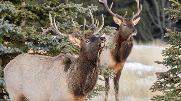 Elk involved in nearly two-thirds of aggressive encounters in national parks, study finds 1 f5a54969713bf21e41e07ec1d6395e3c632818249e976e4c63dccc5101ff7595