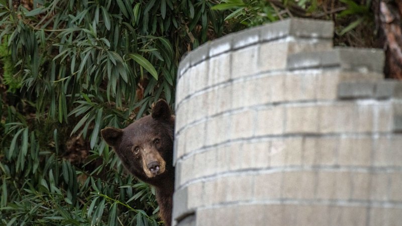 Bears are taking over backyards in LA and residents just need to get used to it 1 f778acf36b2dc4559e6fdb41a7fe9ce70351b9c15a709e654b9013f228ad9cea