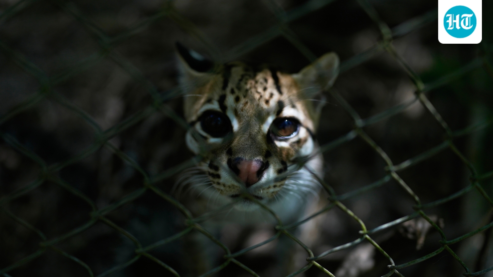 Tiny new wild cat species becomes Bolivian tourist attraction, but Tigrino wants to hide 1 fa910582600082a99ba198854f792de9ee109f1841ca7fca6c0f0e34db298aa7