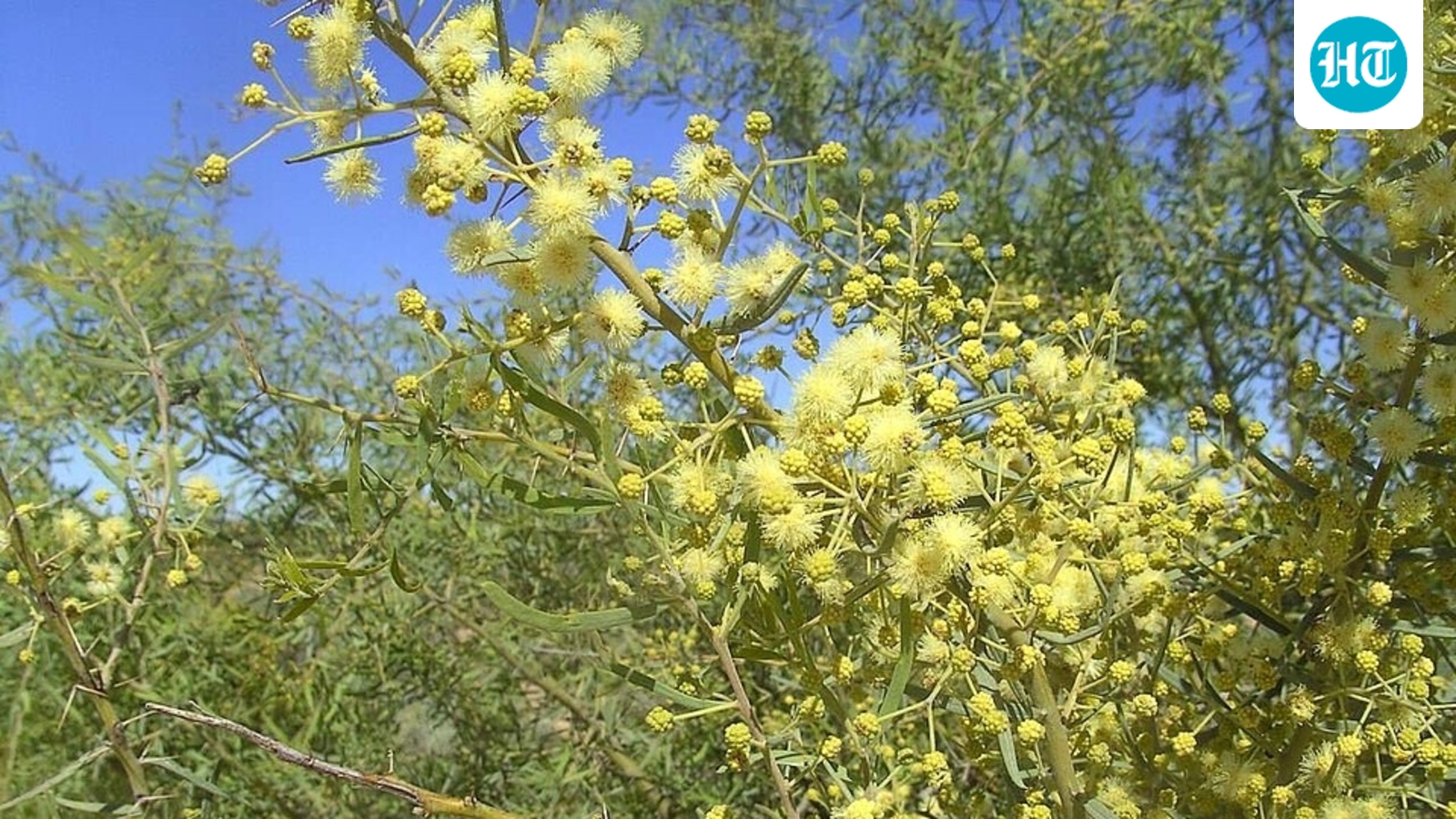 Australia brought in prickly acacia for shade and fodder; it now infests more than 6.6 million hectares 1 125266c0bbb4fb1cc7ea6bdbe7fad4761f5b08200442e1bd9f17e30bea258183