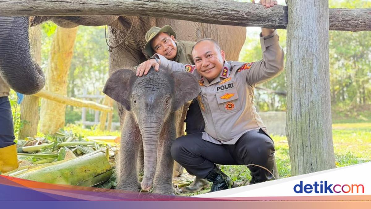 Suara Mahout untuk 'Bapak Gajah' Komjen Herry: Jangan Lupa Sama Seroja 1 14459b75a9f1fc4c9671091a462f738d5d311f849b3ffe671cc7b28df5e04623