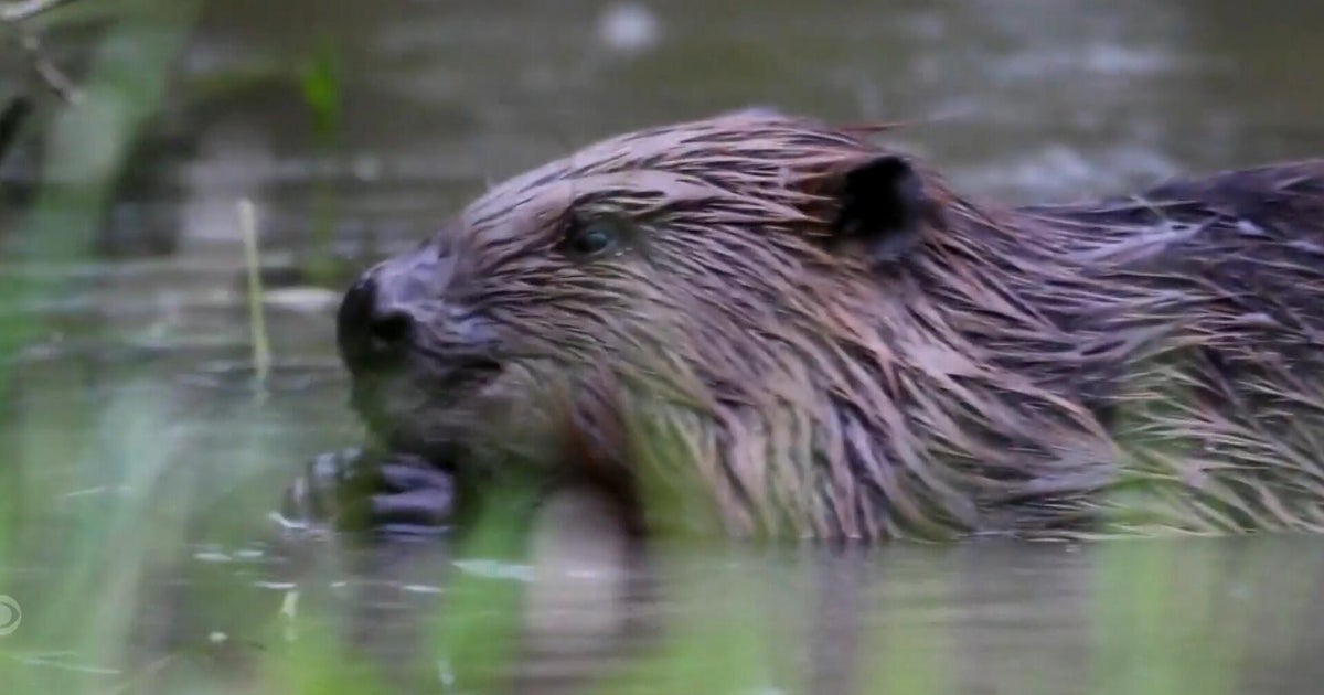 Beavers brought to London to help solve a flooding problem: "They make people smile!" 1 1d2a041dd19cae58fc89853cd6bbc5a76b0f7b172e6668d5347ffd7d1f0d516e