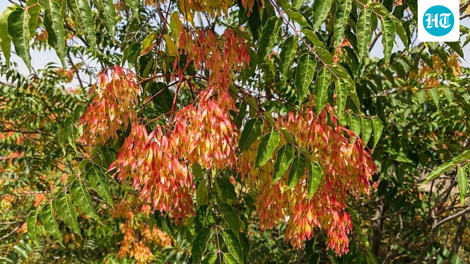 Tree-of-heaven arrived in Pennsylvania as an ornamental in 1784; now it grows from Maine to southern California and spreads through disturbed forests 1 28eb912ede43a29f327d6218f5b4ac15075f39356202e28ff492a7161f3820cc