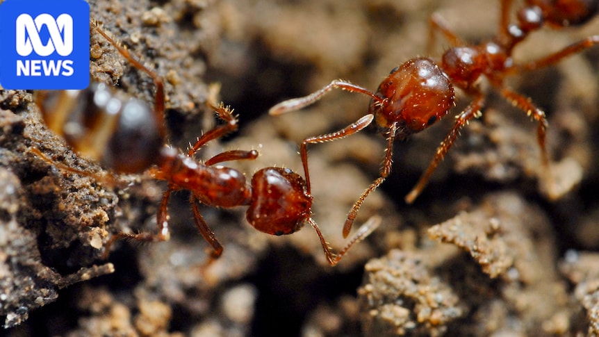 Invasive fire ants return to organic farms not treated for 14 months 1 2b7102f4fbb94a79107e8d1142f5b5e86357d084a41a221042224849193db062