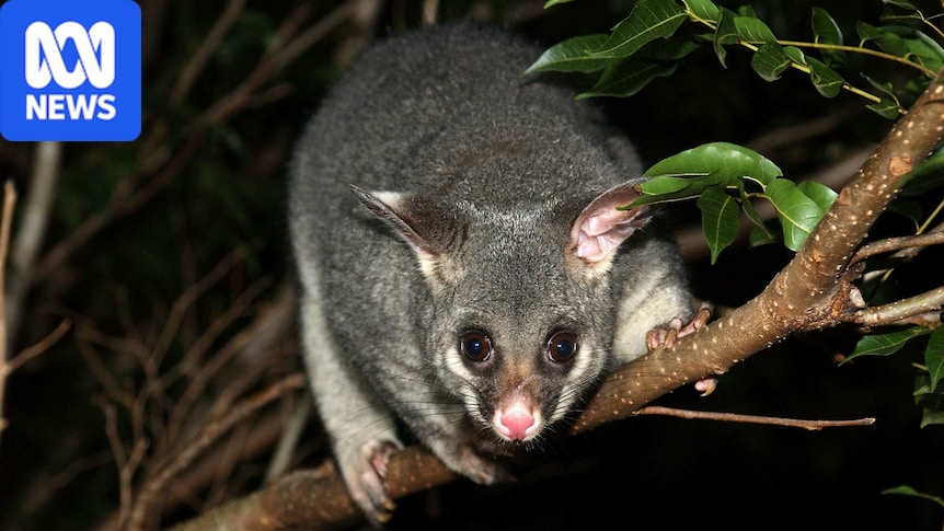 How to protect your garden and live in harmony with possums 1 2eac384f608e30f7b548db5039c43c6c4b844ac0297a1892f29ad0a47b66cc14