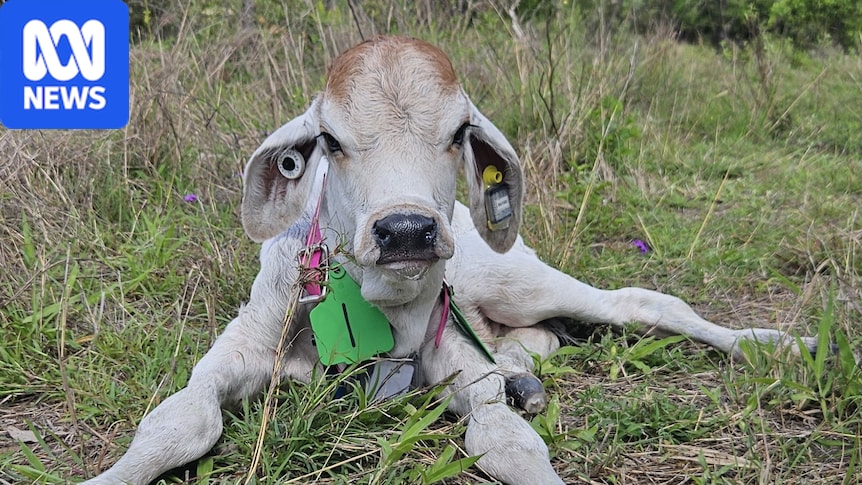 Cow 'Fitbit' helps pastoralists care for newborn calves 1 423bd0d95ec49bea4ce8343e9d7b0c153cedebd34261b1dc93fc2d9a58a65f17