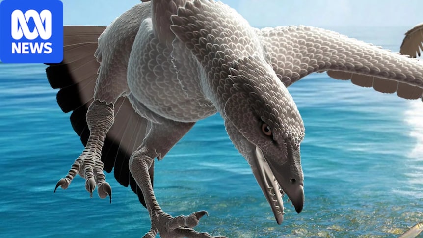 100-million-year-old fossil reveals ancient outback bird 1 43da5d3d142232fd7f7b353f4f70fa64eaed195c5b925a8c114cfad2e899521f